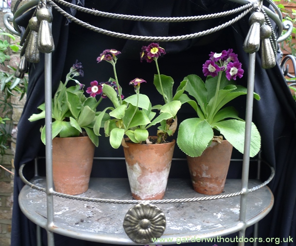auricula theatre