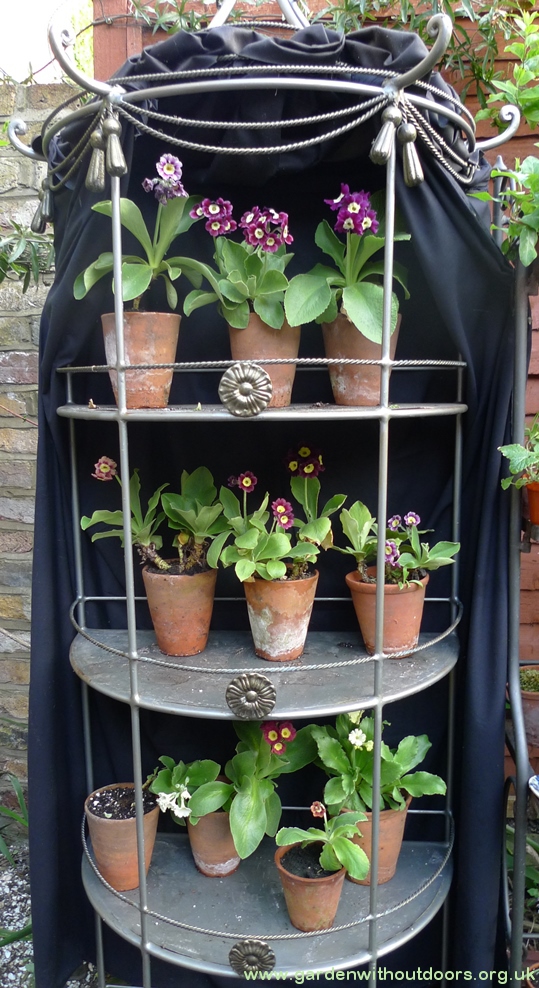 auricula theatre