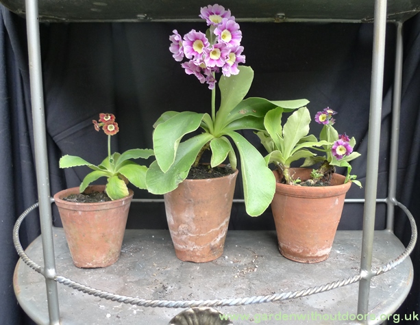 auricula theatre