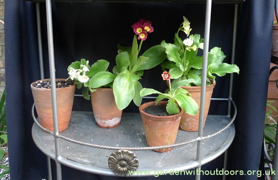 auricula theatre