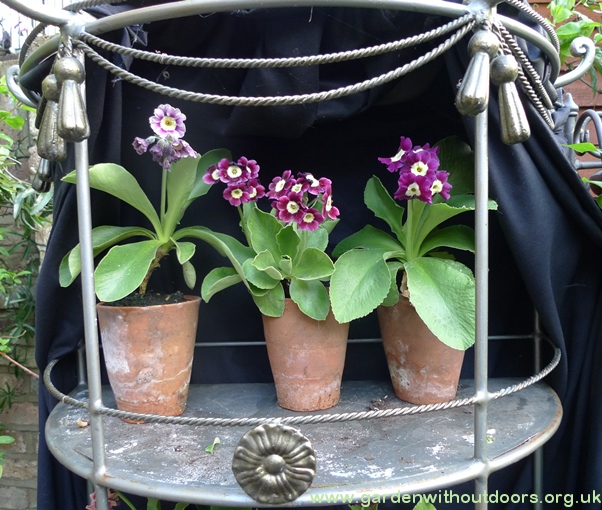 auricula theatre