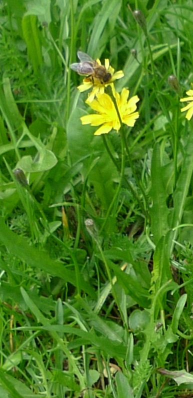 autumn hawkbit with bee