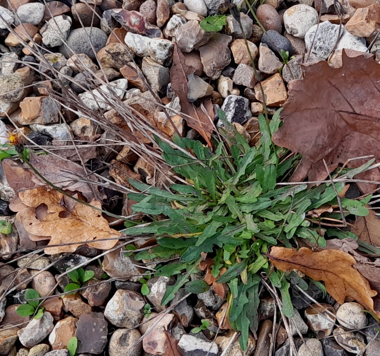 autumn hawkbit