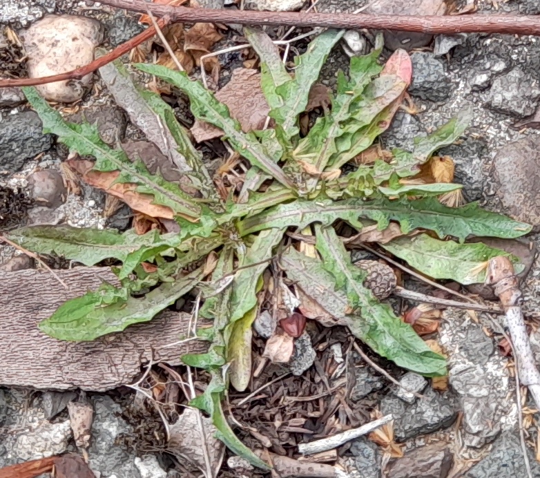 autumn hawkbit Scorzoneroides autumnalis