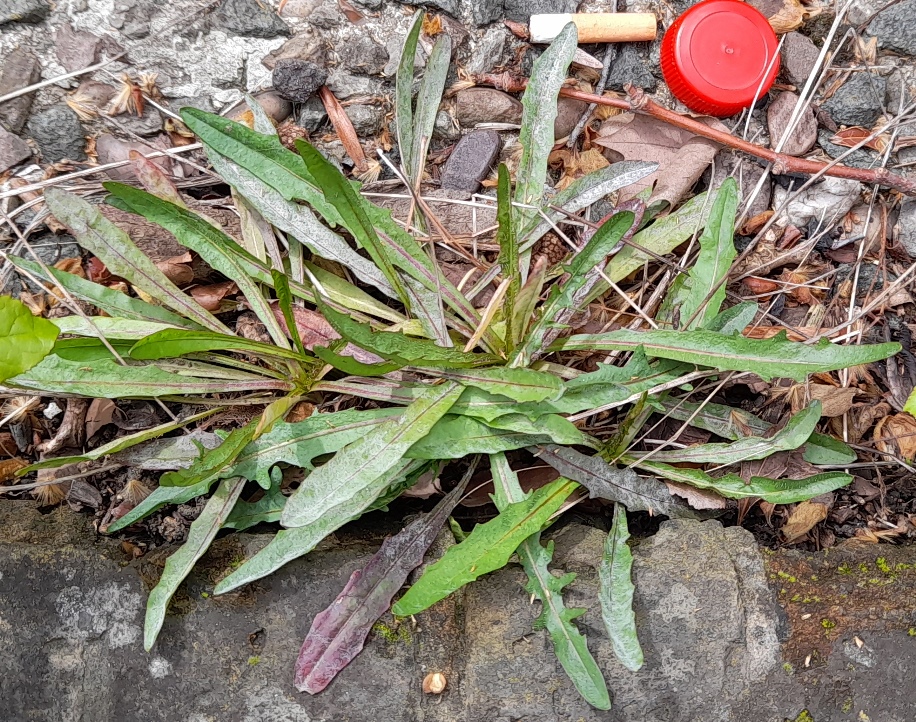 autumn hawkbit Scorzoneroides autumnalis