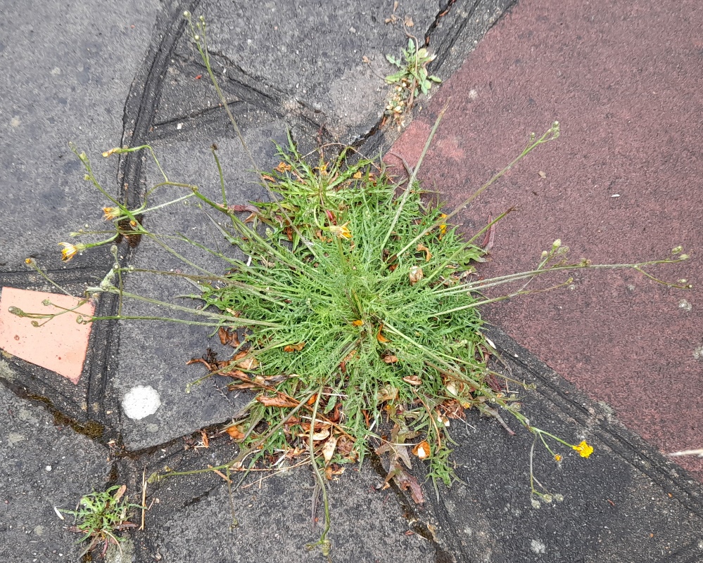 autumn hawkbit Scorzoneroides autumnalis