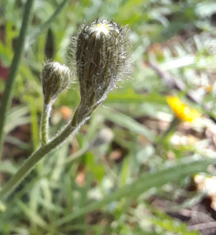autumn hawkbit Scorzoneroides autumnalis