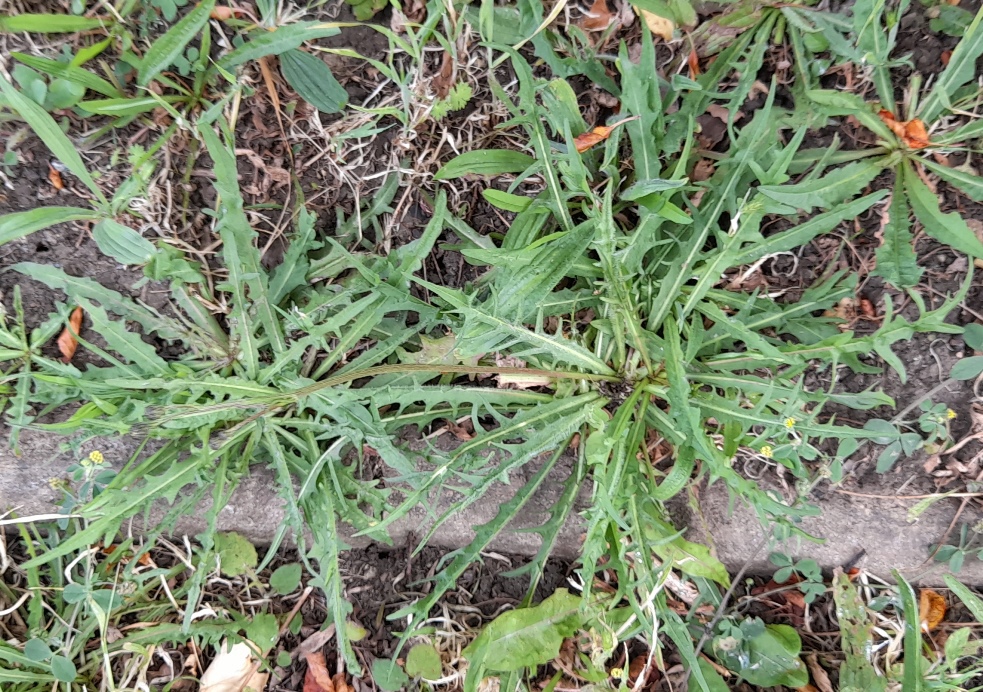 autumn hawkbit Scorzoneroides autumnalis