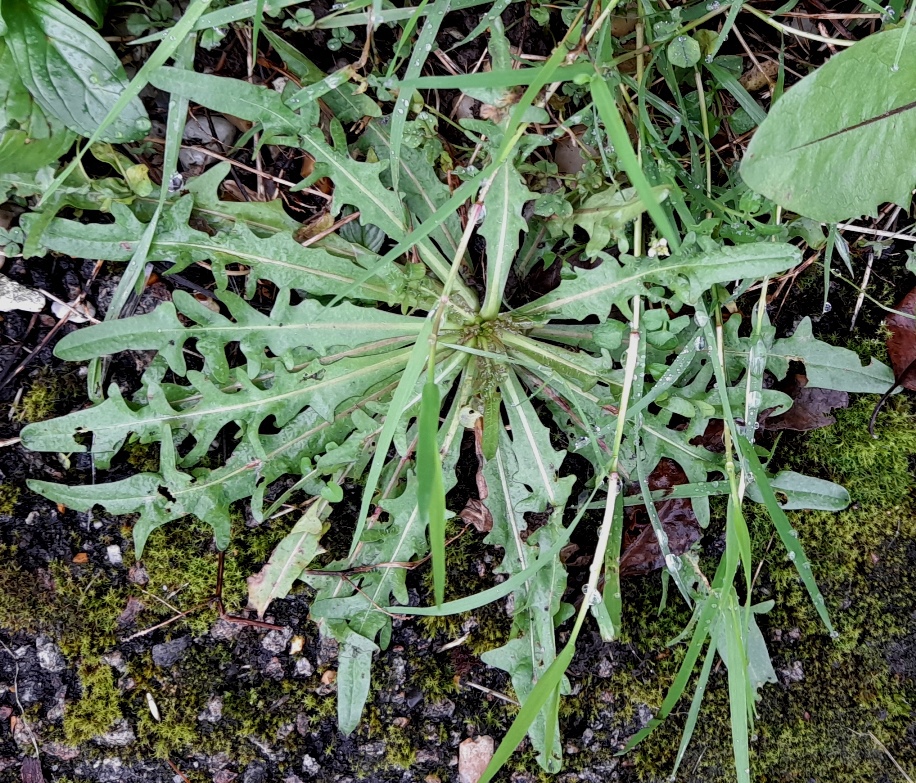 autumn hawkbit