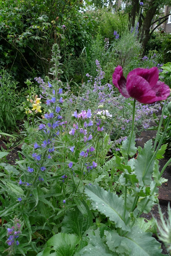 echium vulgare and echium Blue Bedder
