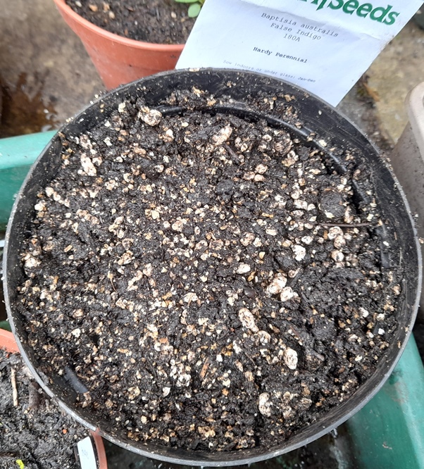 baptisia false idigo