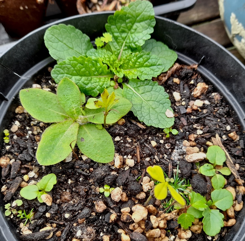 verbascum fox-and-cubs seedlings