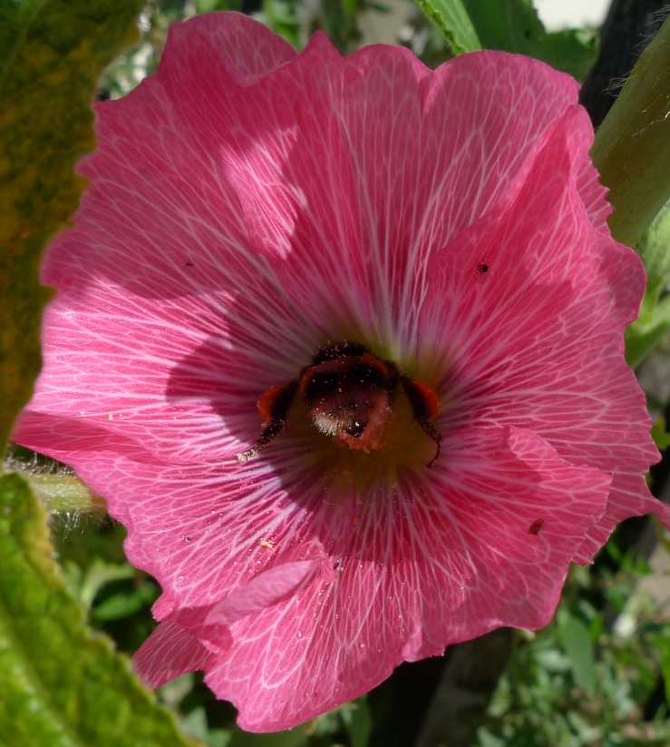 bee in hollyhock
