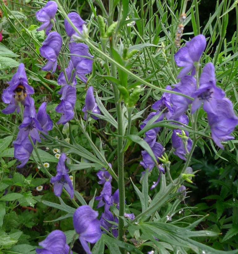 bee in monkshood