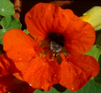 bee on nasturtium