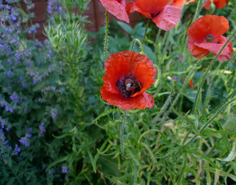 bee in field corn common poppy