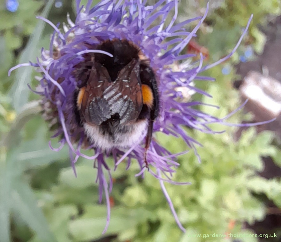 bee on melancholy thistle