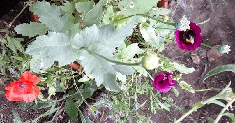 bee on Lauren's Grape poppy