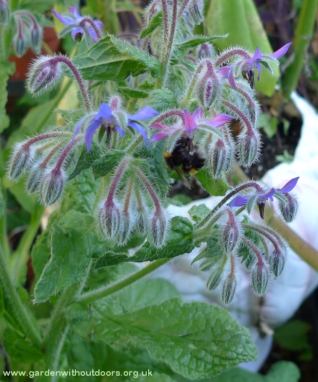 bee on borage
