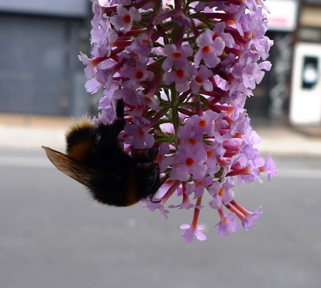 bee on buddleja