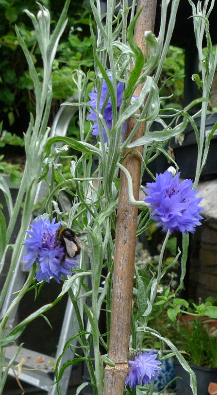 bee on cornflower