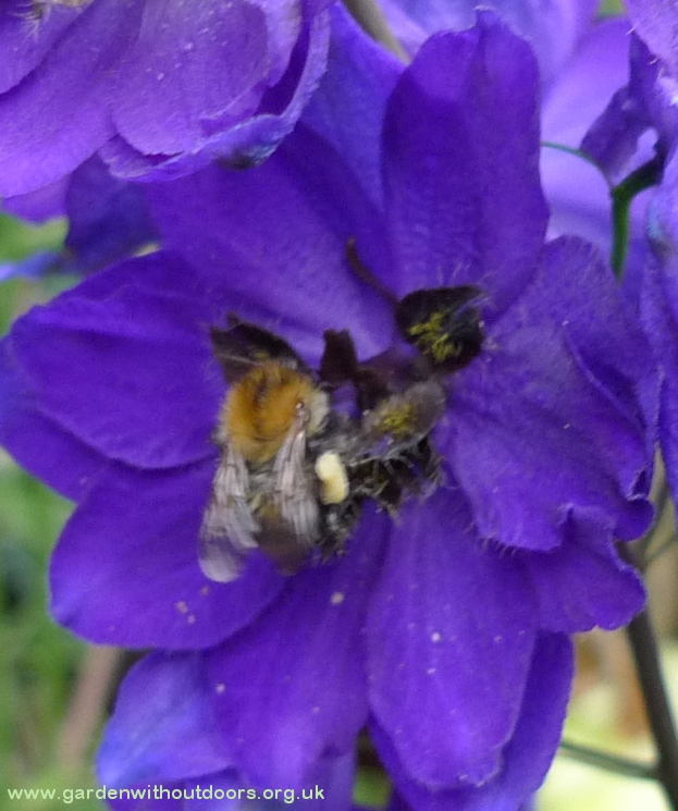 delphinium bee