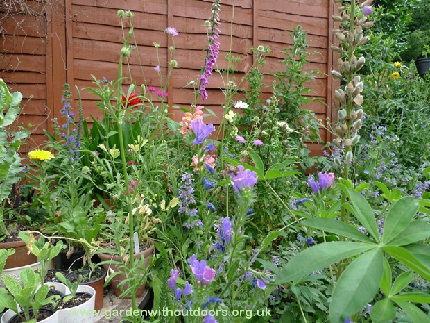 bee on echium blue bedder