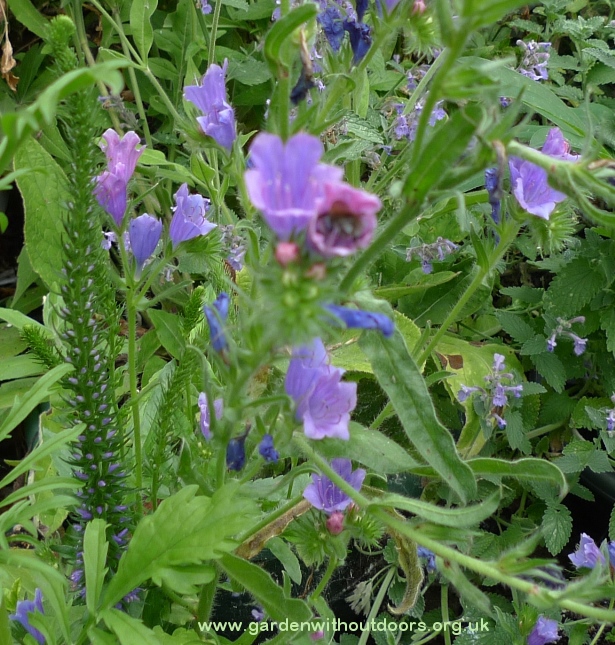 bee on echium blue bedder