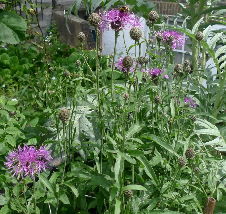 greater knapweed