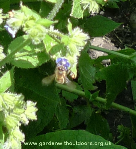 bee on green alkanet