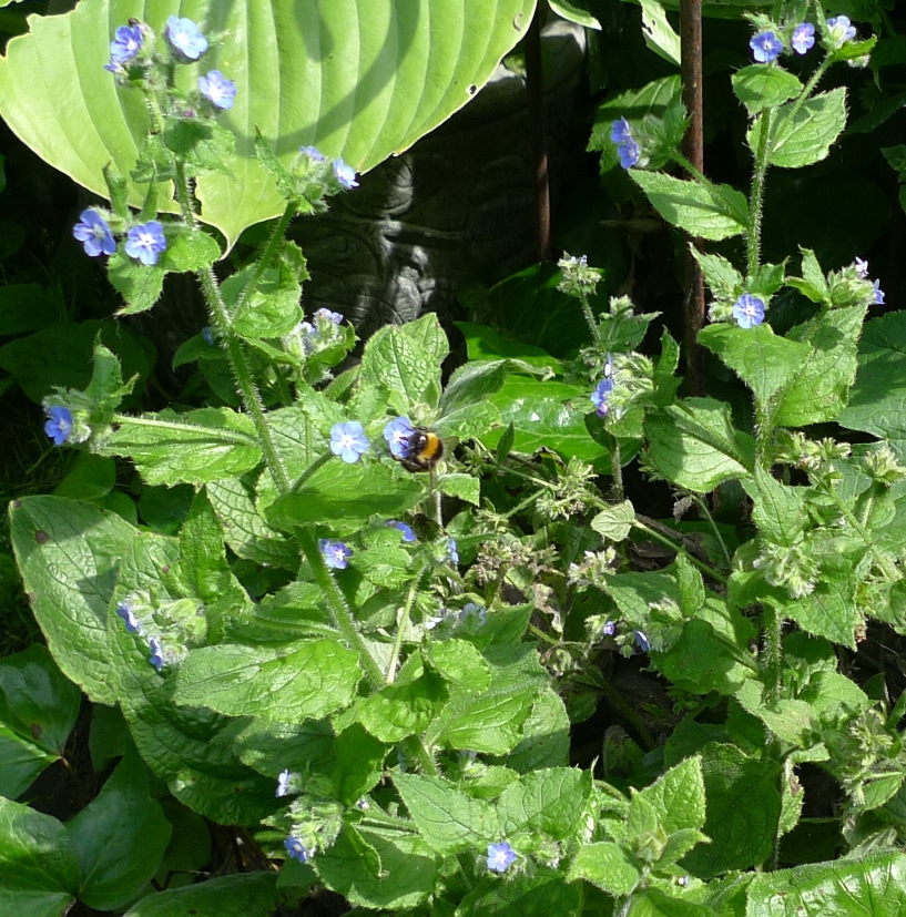 bee on green alkanet