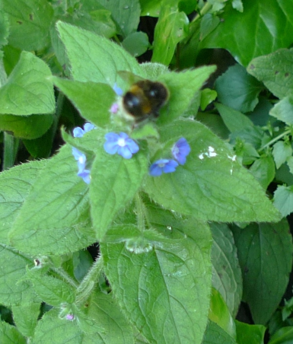 bee green alkanet