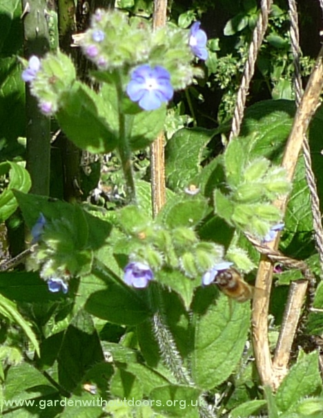 bee on green alkanet