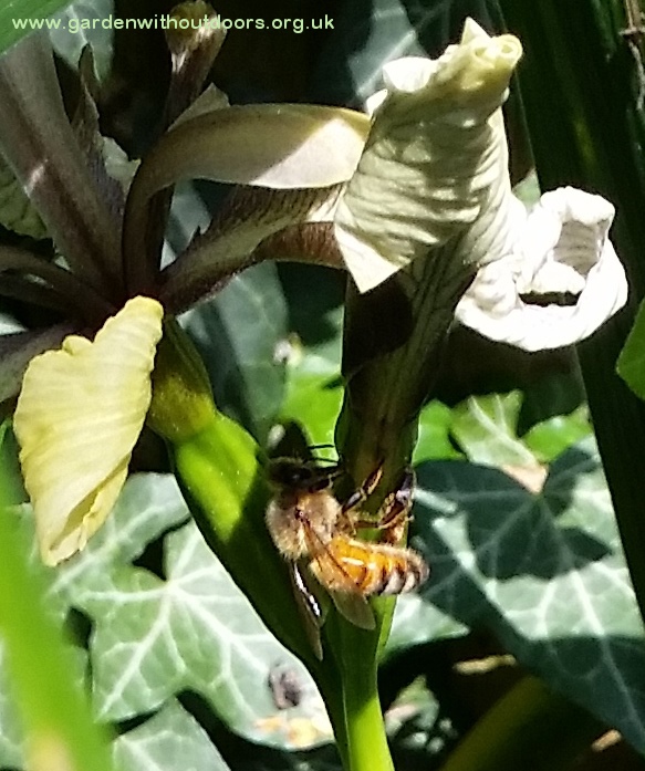 bee on iris foetidissima