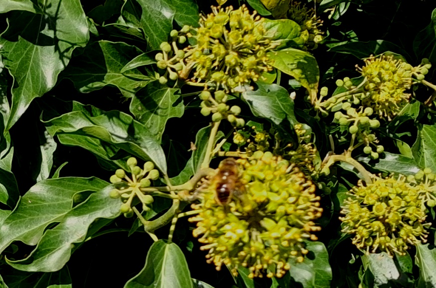 ivy bee
