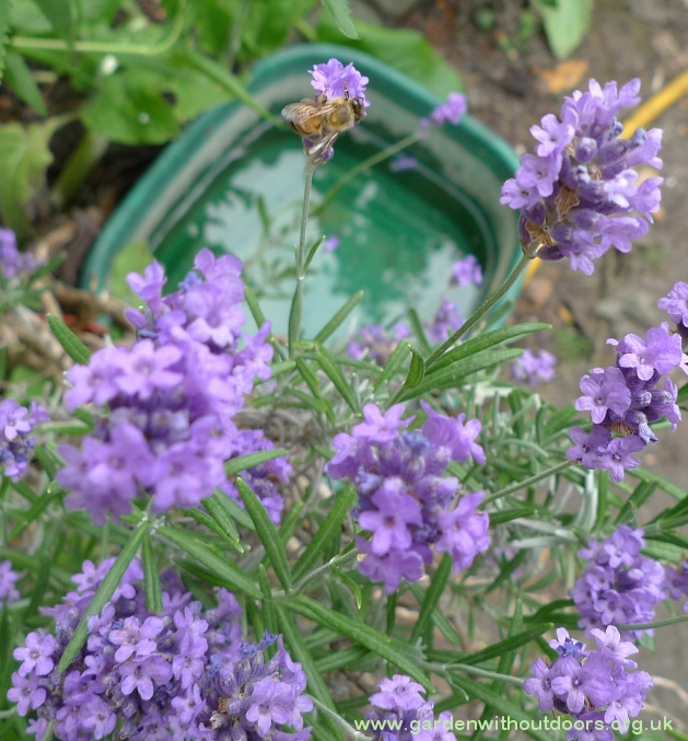 bee on lavender