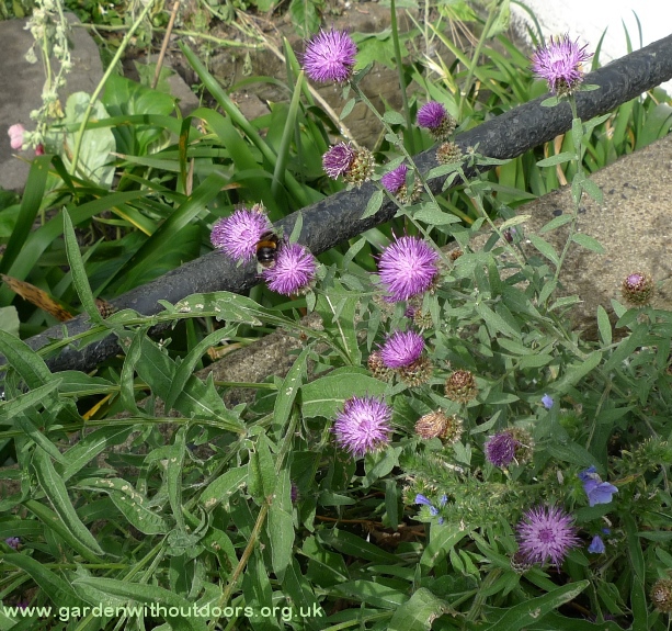 bee on lesser knapweed
