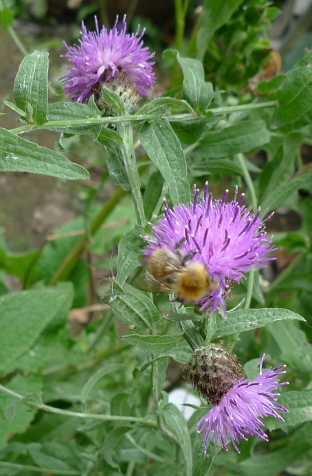 bee on lesser knapweed