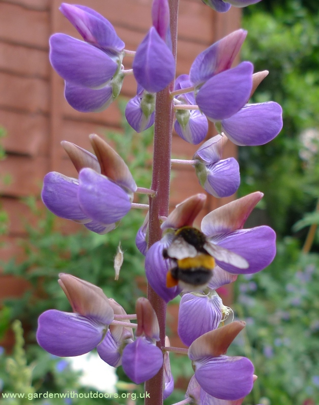 bee on lupin pollen basket