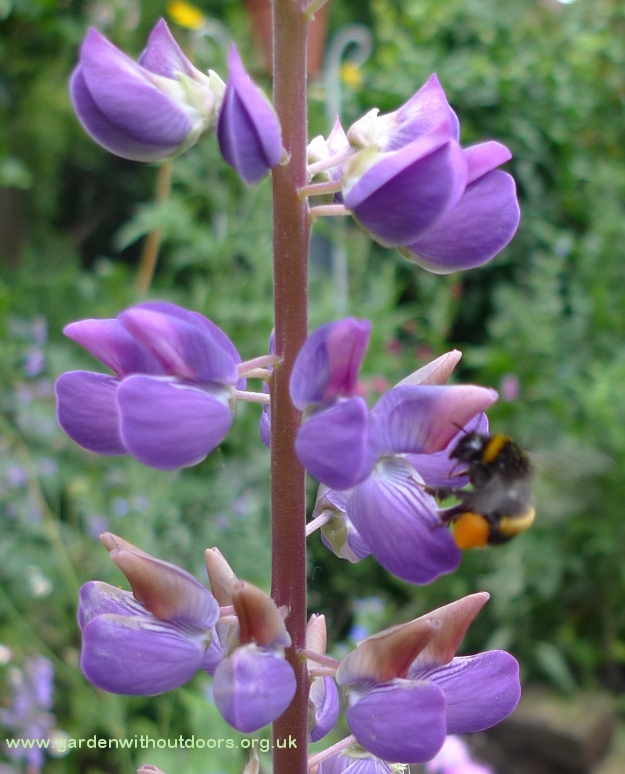 bee on lupin pollen basket