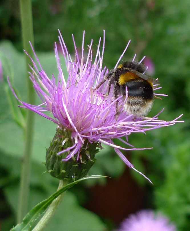bee on melancholy thistle