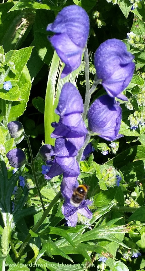 bee on monkshood