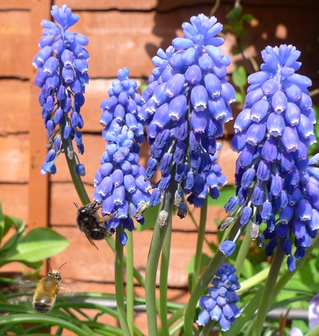 bee on muscari