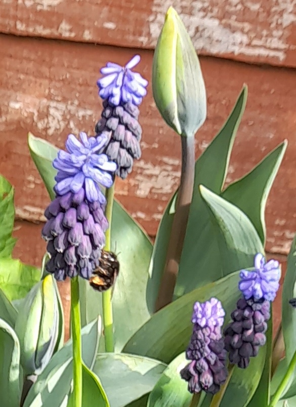 bee on muscari