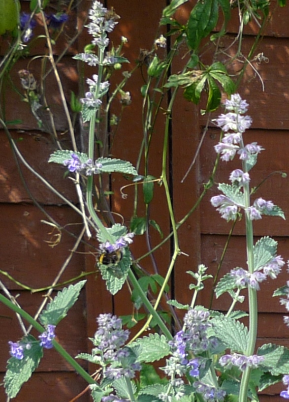 bee on nepeta