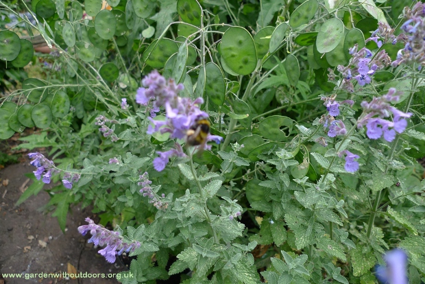bee on nepeta