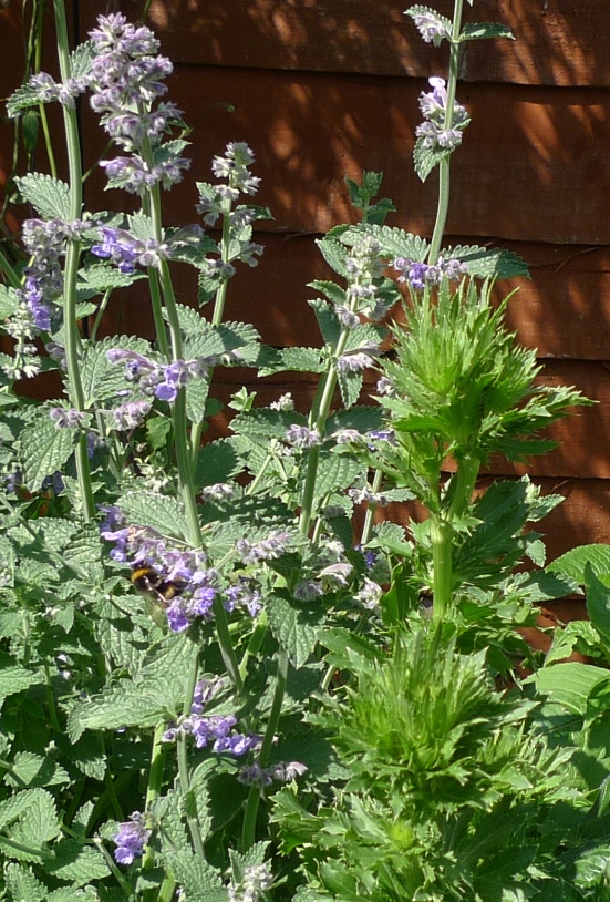 bee on nepeta