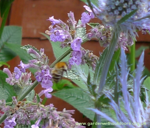 bee on nepeta