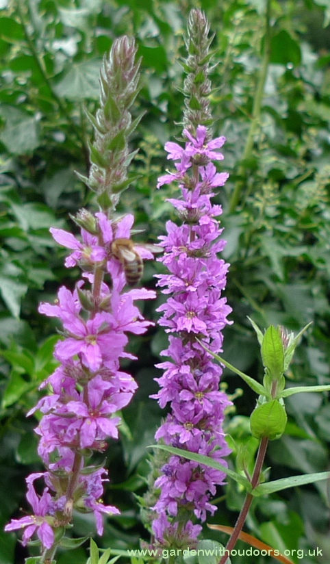 bee on purple loosestrife