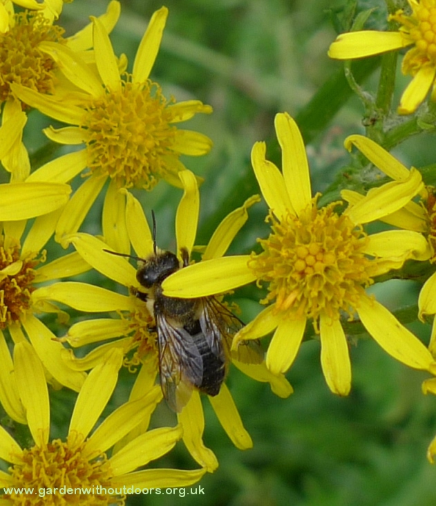 bee ragwort